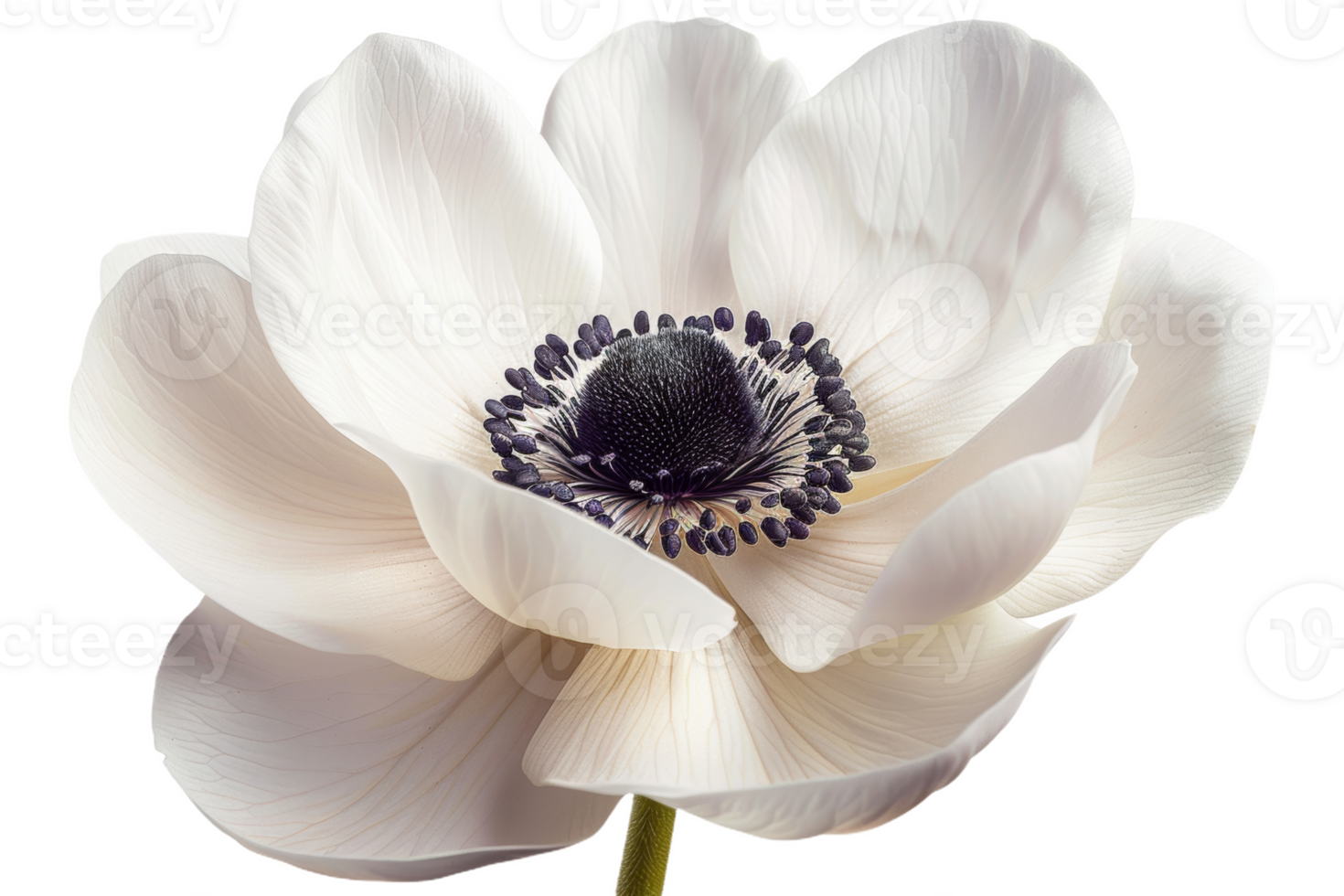 White Anemone Flower png
