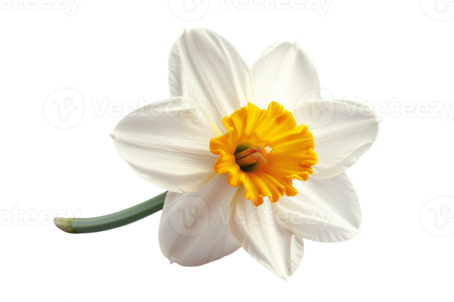 White Daffodil With Yellow Center png