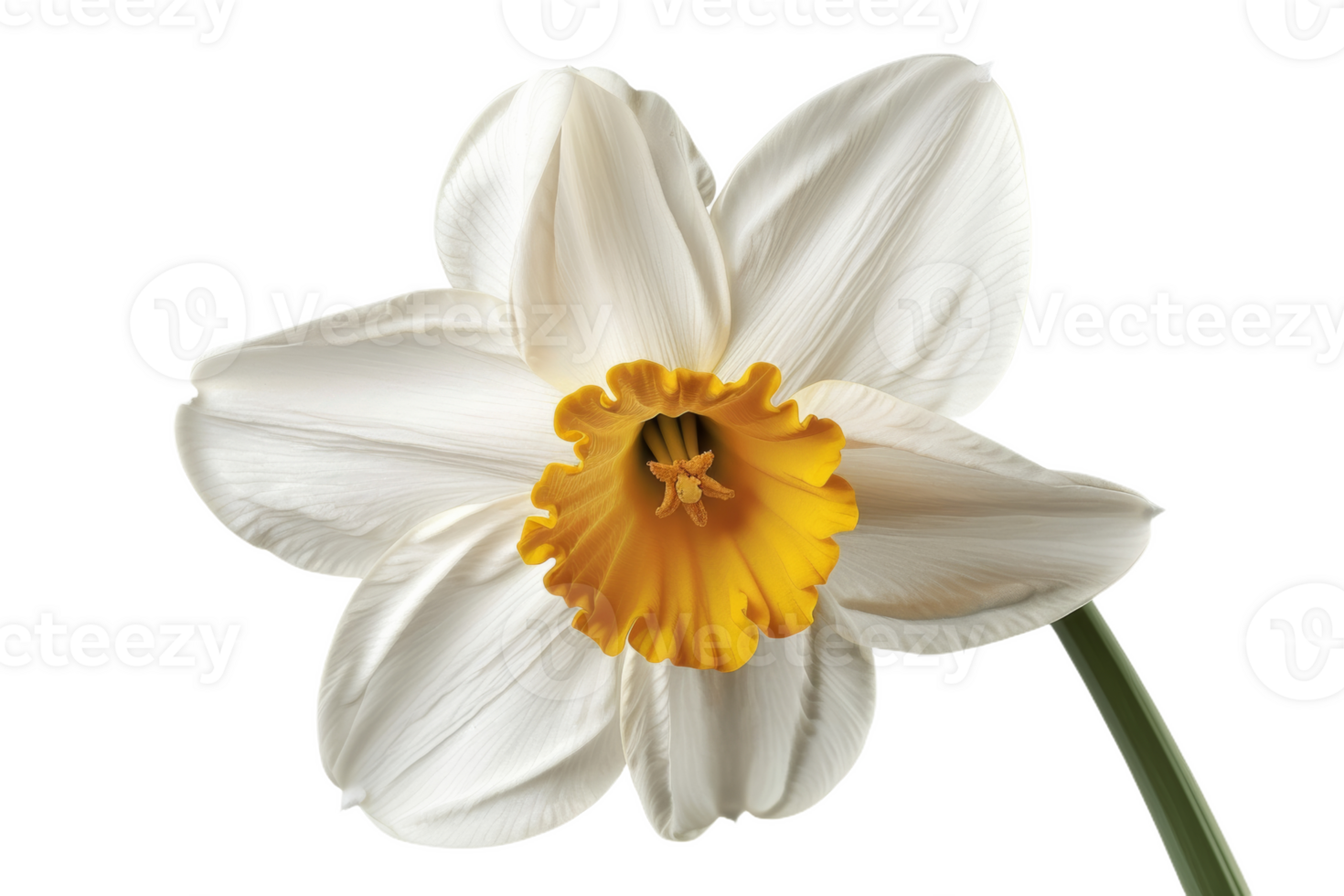 White Daffodil With Yellow Center png
