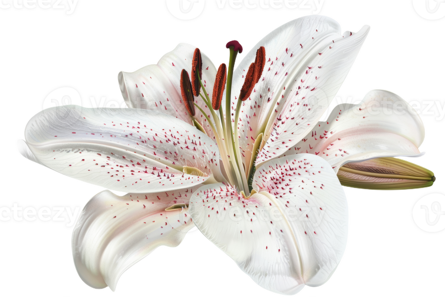 White Lily With Pink Specks png