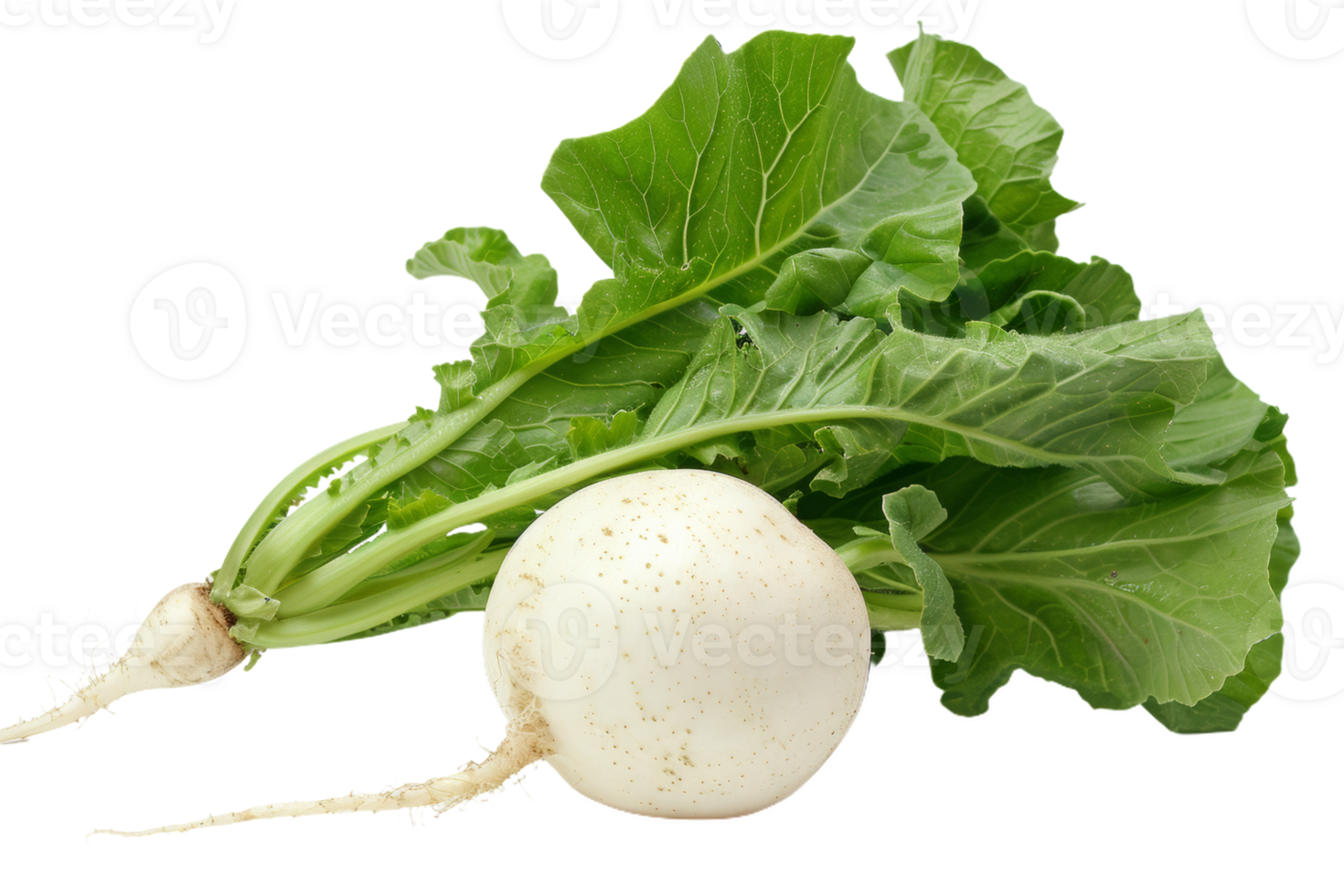 White Radish With Green Leaves png