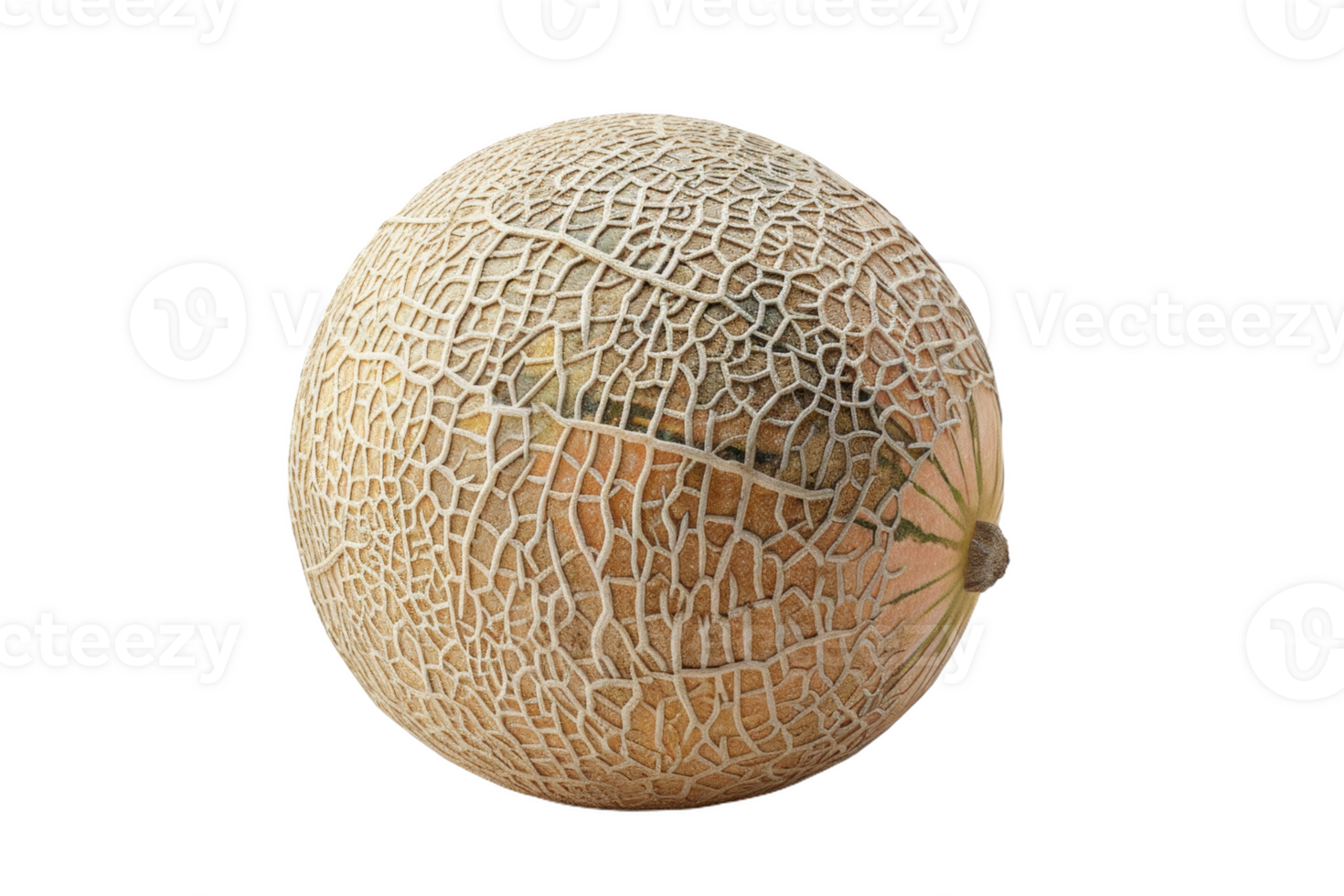 Whole Cantaloupe Isolated png