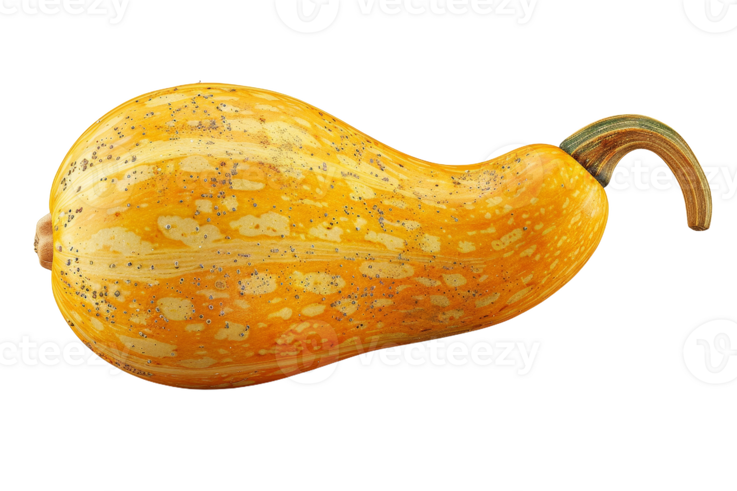 Whole Butternut Squash png