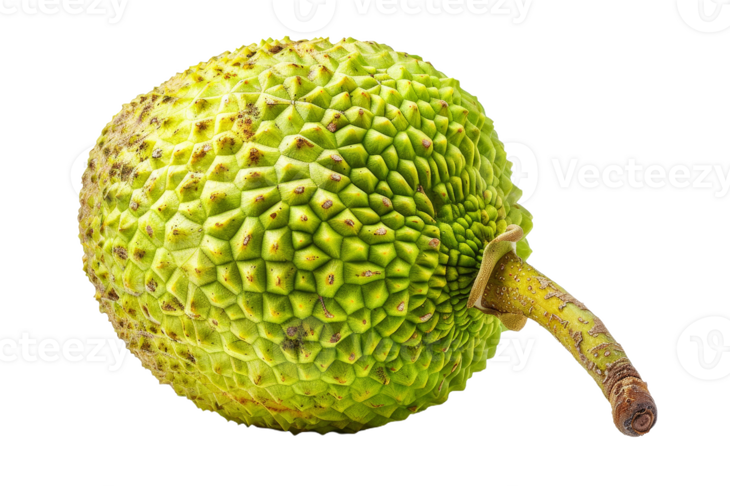Whole Breadfruit Isolated png
