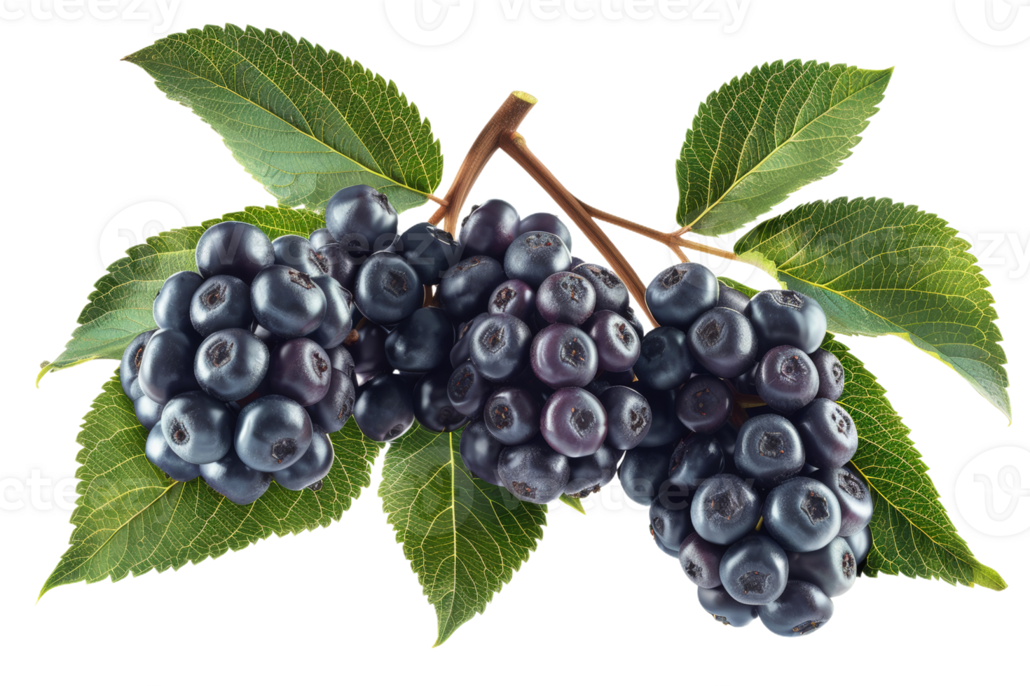 Elderberry Berries With Green Leaves png