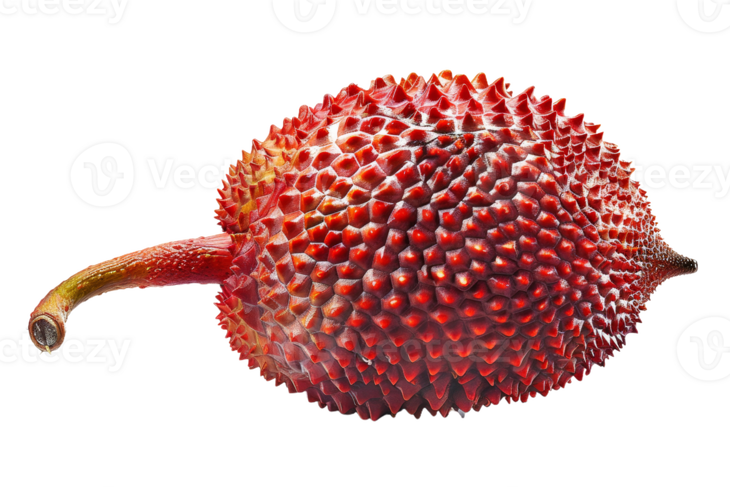 Whole Salak Fruit Isolated png