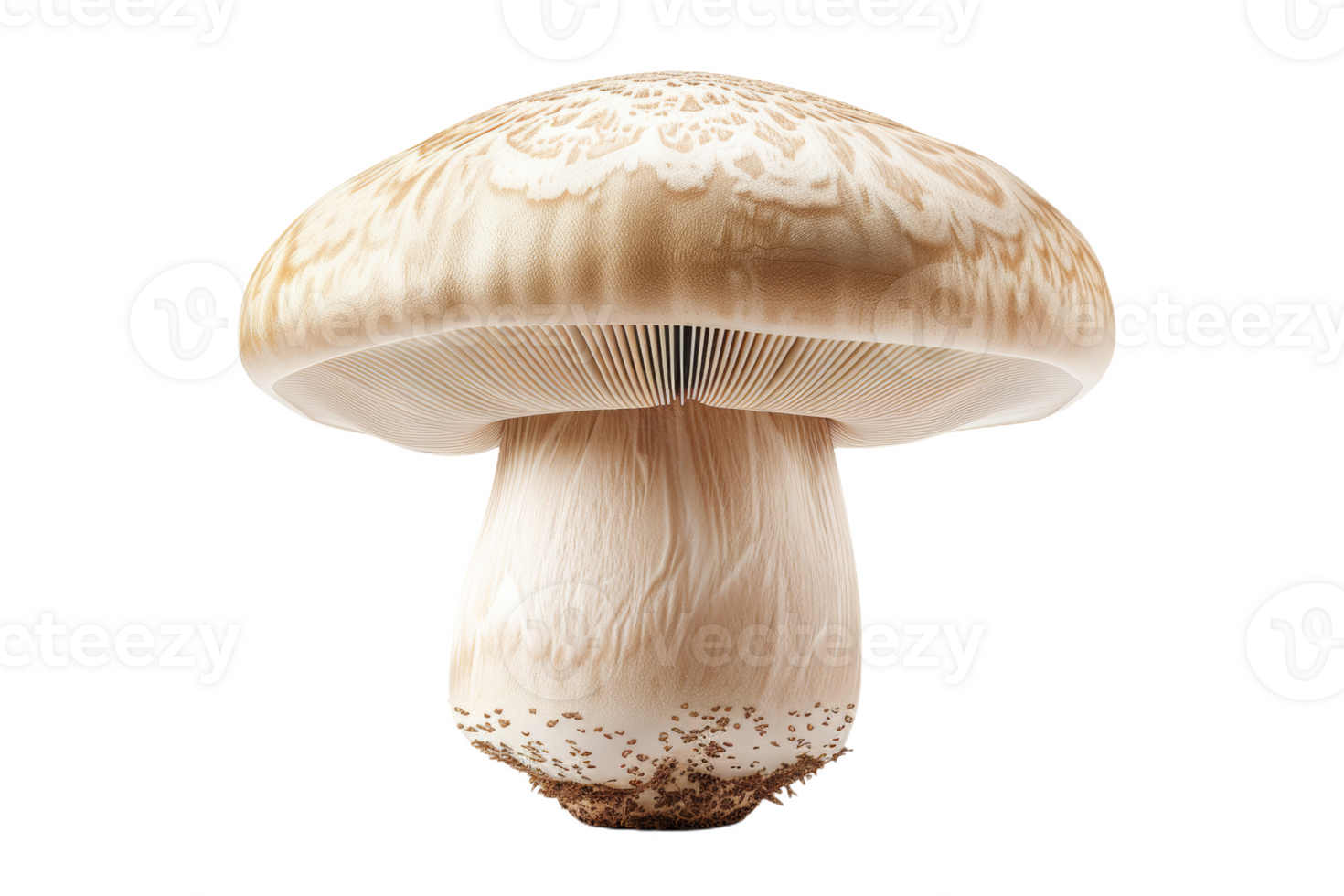 White Mushroom With Intricate Cap Detail png