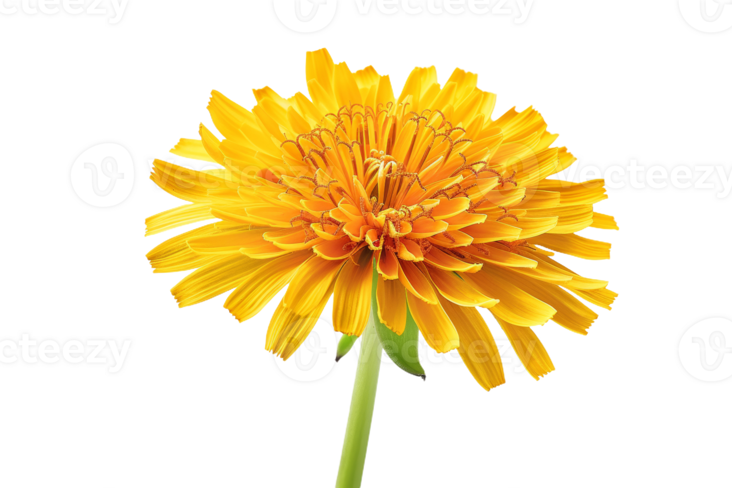 A Yellow Dandelion in Bloom png