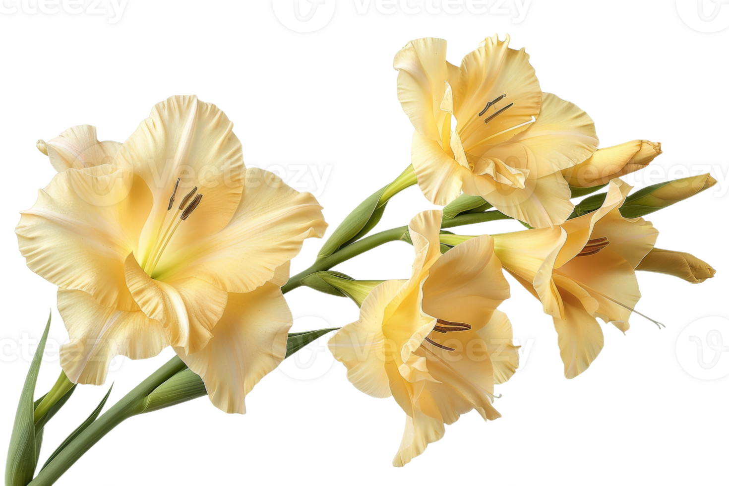 Yellow Gladiolus Blooms Isolated png