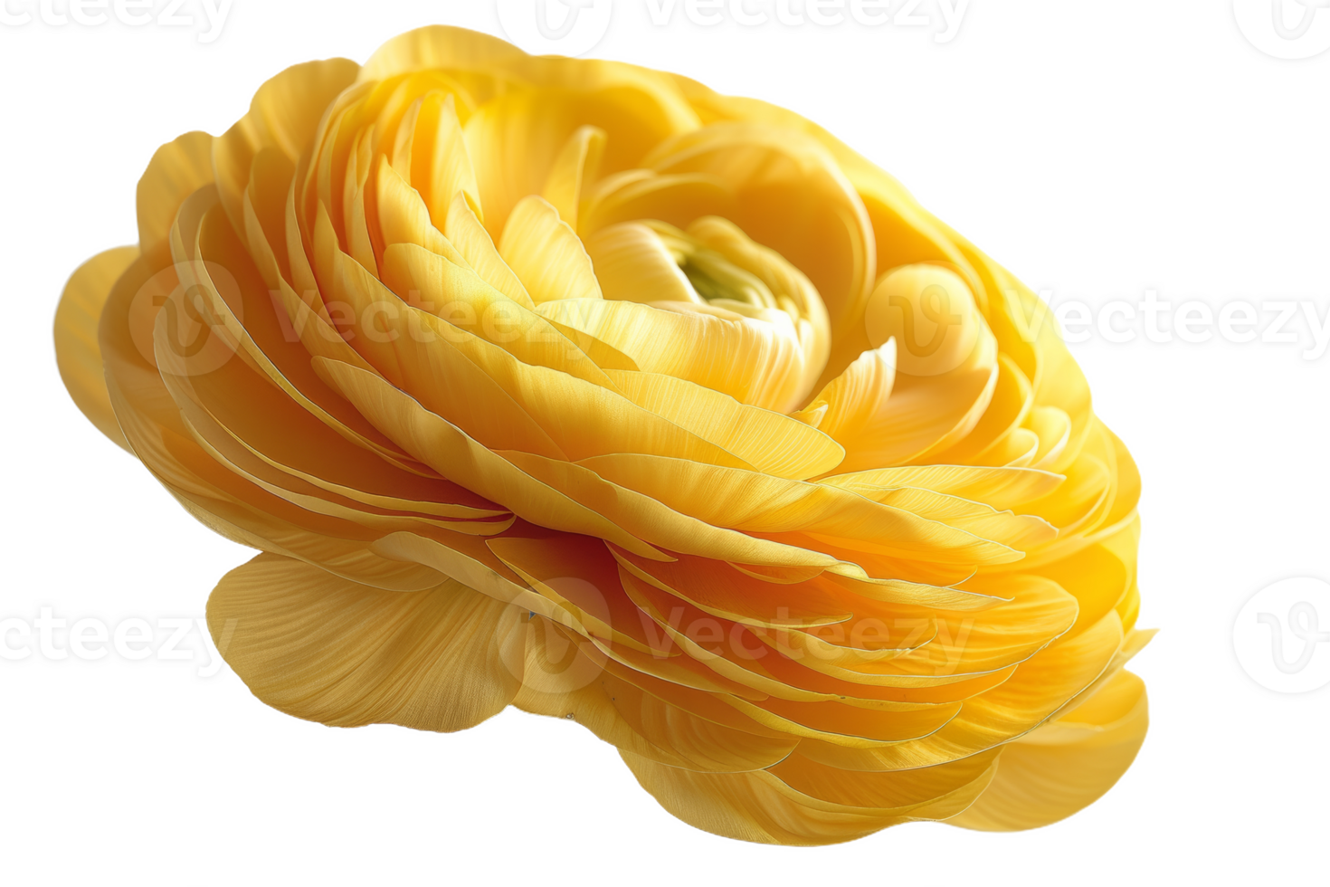 Close-Up of a Yellow Ranunculus Flower png