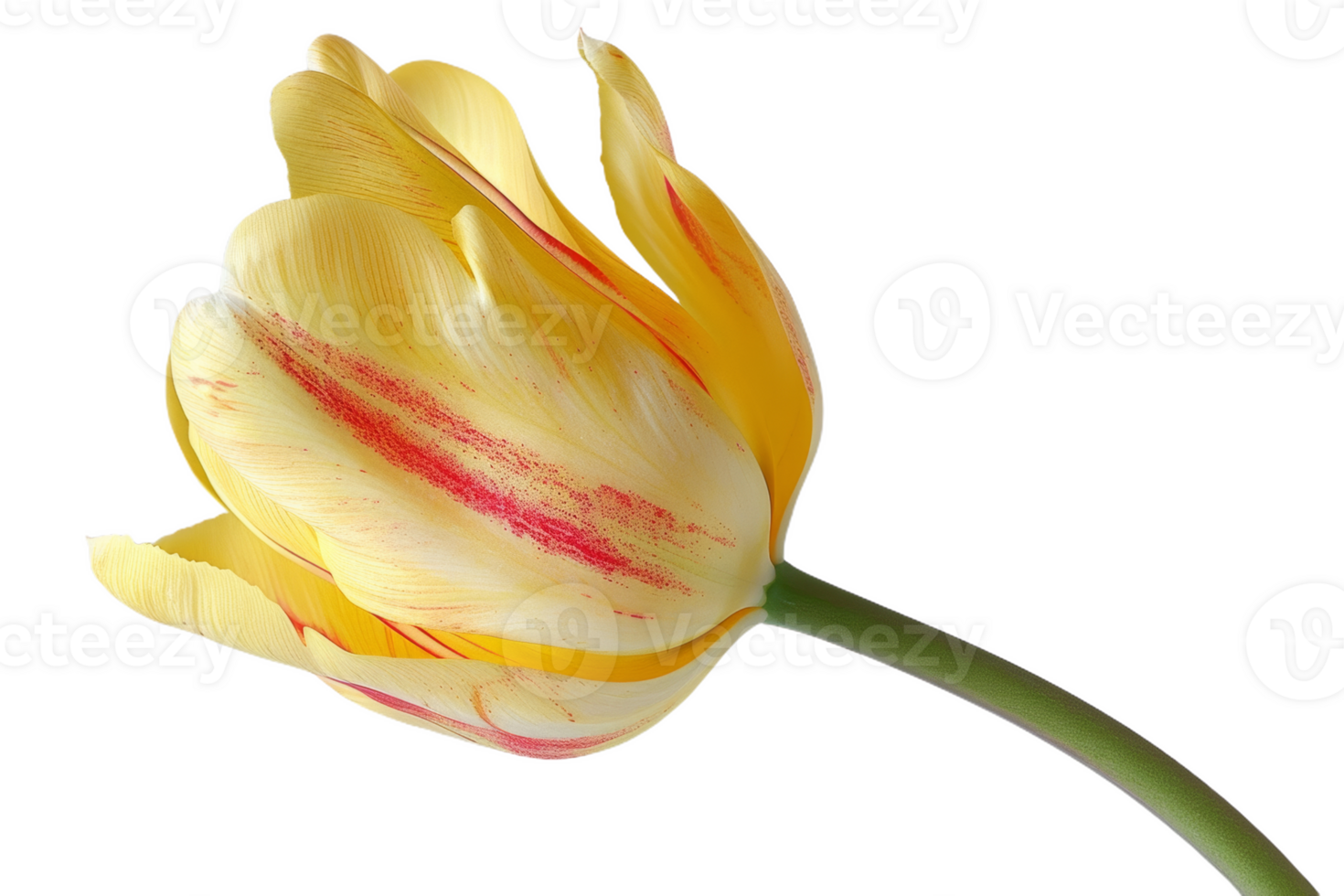 Yellow Tulip With Red Streaks png