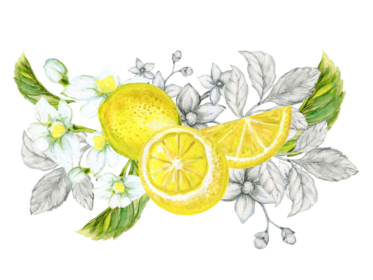 Lemons branches, leaves, flowers. Watercolor illustration botanical painting, collection of citrus fruits png