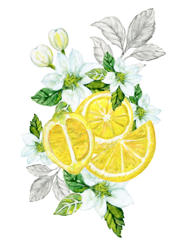Lemons branches, leaves, flowers. Watercolor illustration botanical painting, collection of citrus fruits png