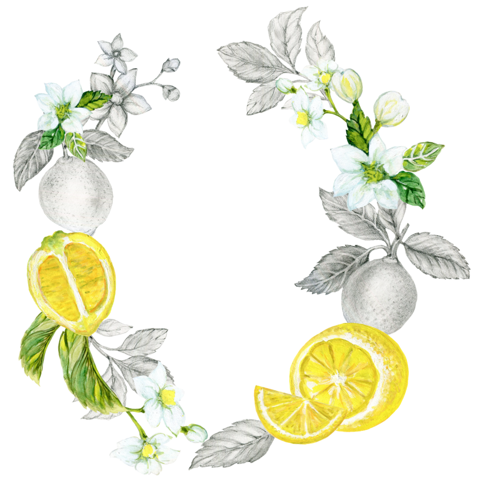 Lemons branches, leaves, flowers. Watercolor illustration botanical painting, collection of citrus fruits png