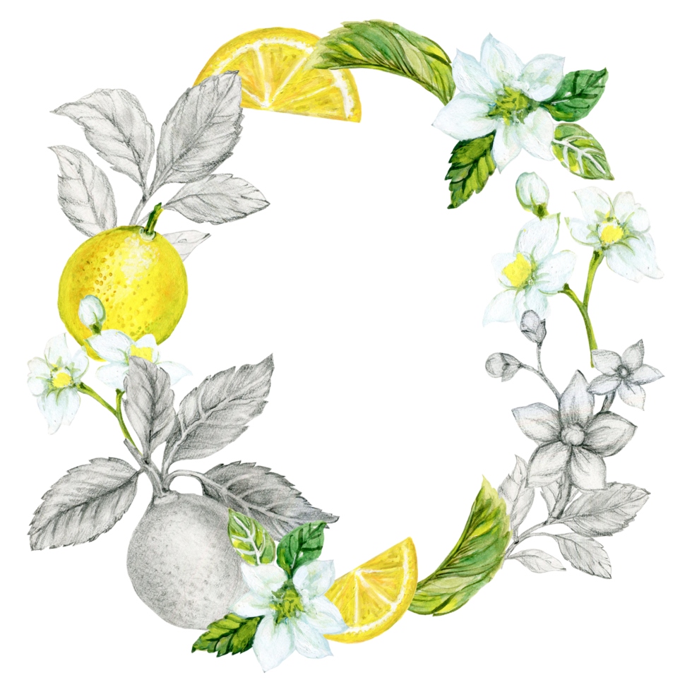 Lemons branches, leaves, flowers. Watercolor illustration botanical painting, collection of citrus fruits png