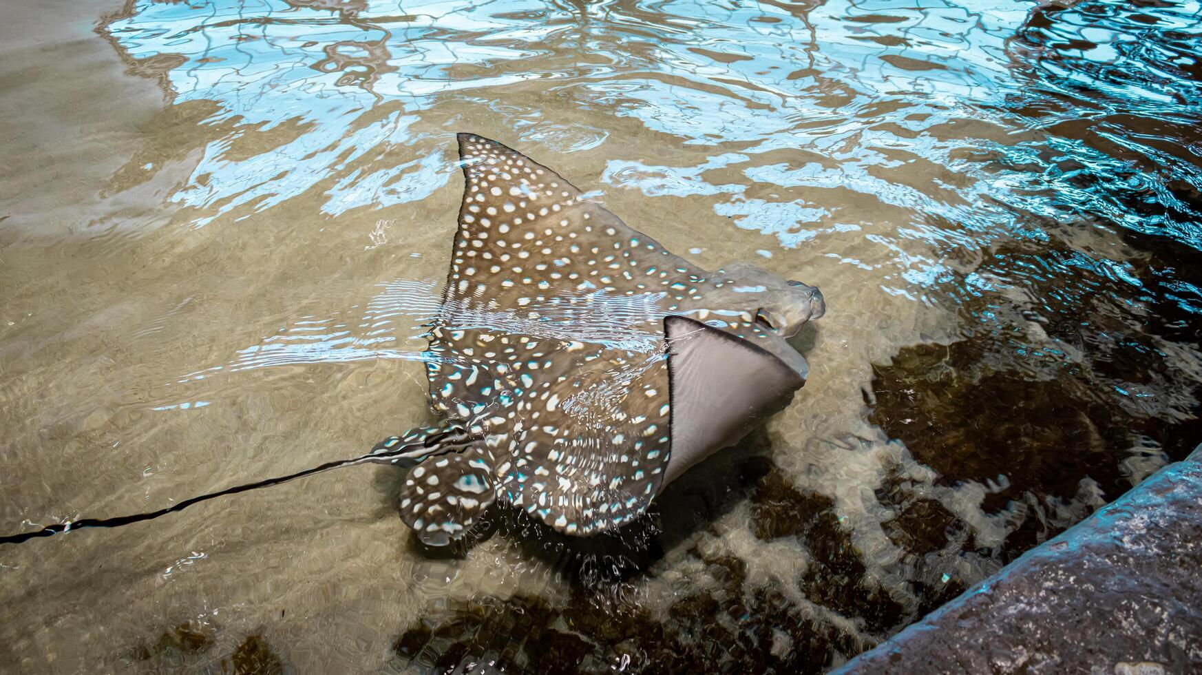 small stingrays swim in the pool photo