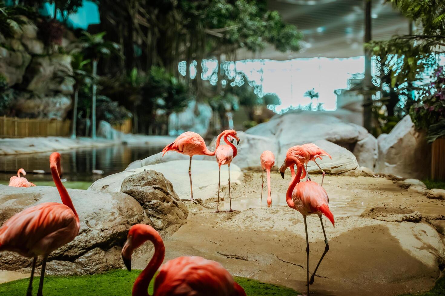 Closeup profile portrait of a pink flamingo. A group of flamingoes. Pink flamingos against green background. Phoenicopterus roseus, flamingo family. photo