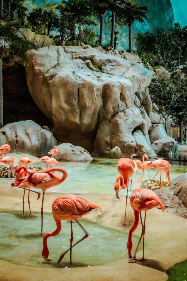 Closeup profile portrait of a pink flamingo. A group of flamingoes. Pink flamingos against green background. Phoenicopterus roseus, flamingo family. photo