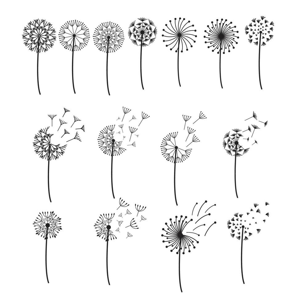 simple dandelion illustration set vector