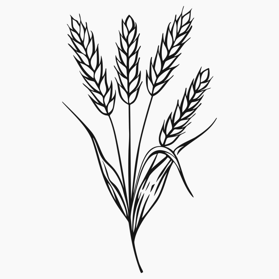 Ears of wheat. Barley line art drawing on white background. Elements for design, logotype, print, poster vector