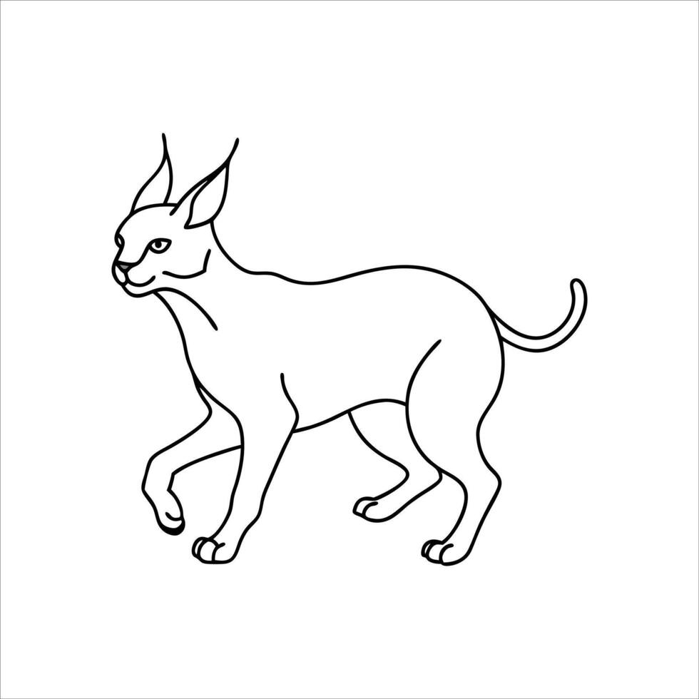 Caracal cat illustration vector