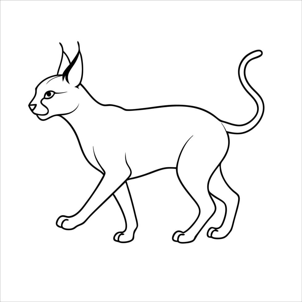 Caracal cat illustration vector