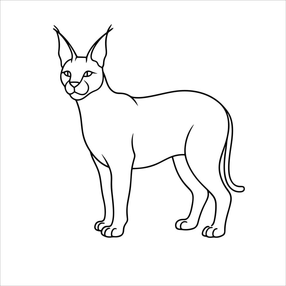 Caracal cat illustration vector