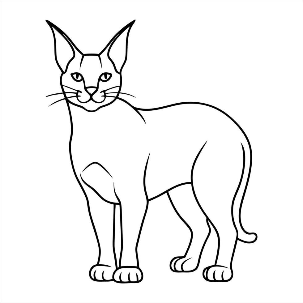 Caracal cat illustration vector