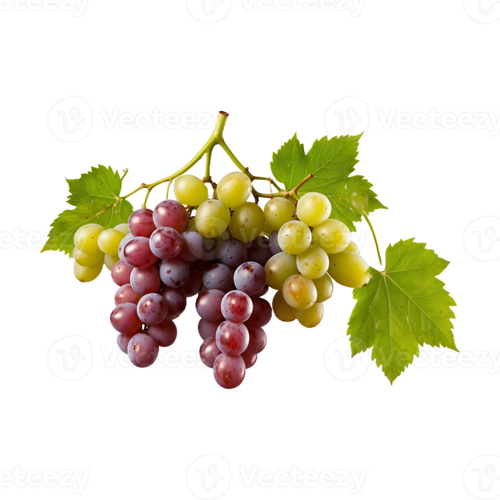 Vineyard Fresh A bunch of Grapes Fruit Isolated on a Transparent Background png