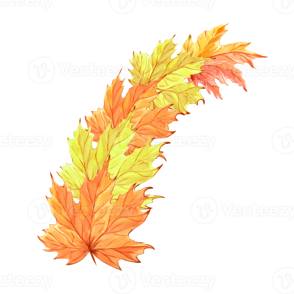 Fall maple leaves. Composition of autumn foliage. Hand drawn watercolor illustration, isolated. Forest and park plants, Canadian nature concept. Clipart for advertising, invitations, stickers, print. png