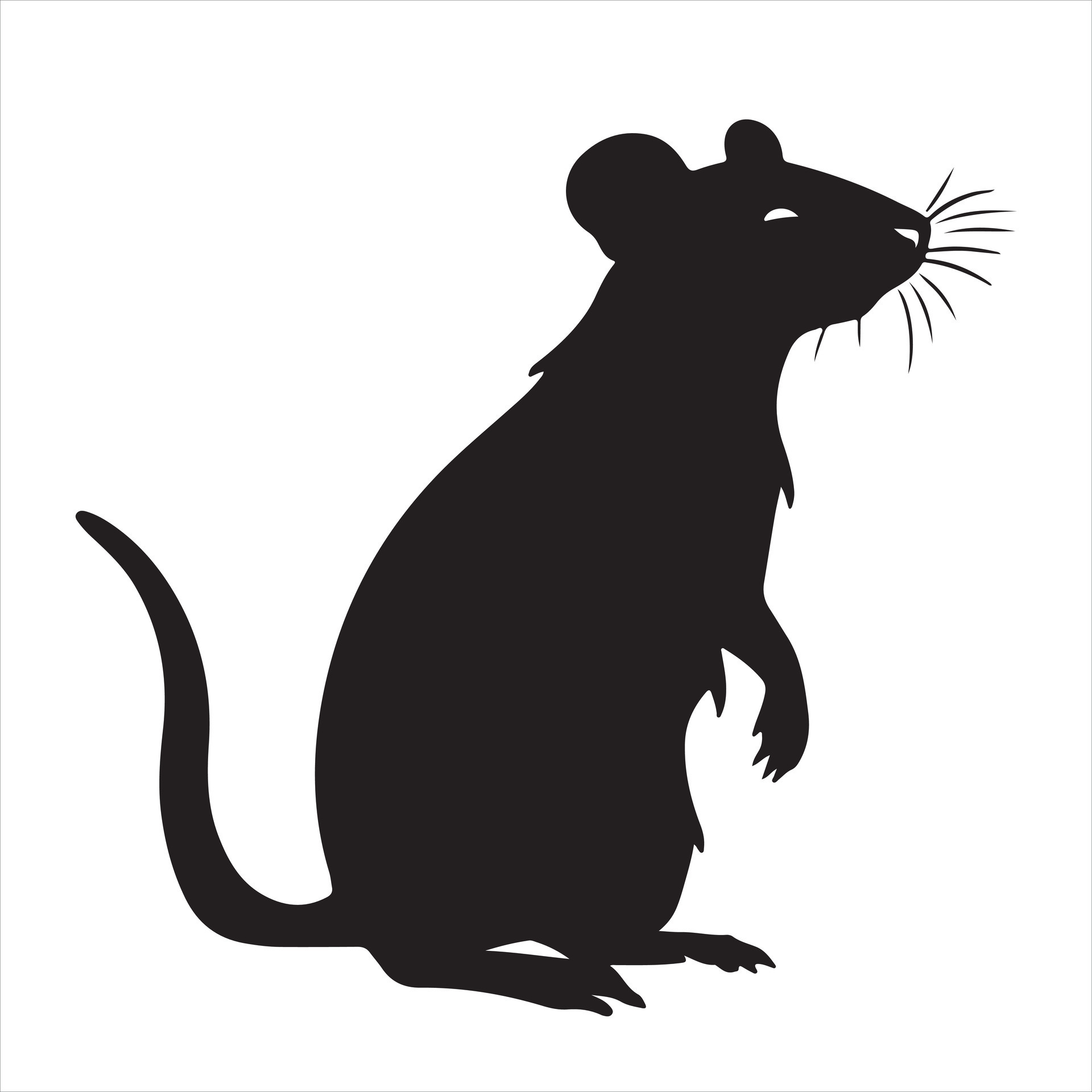 Rat silhouettes white background 48056350 Vector Art at Vecteezy