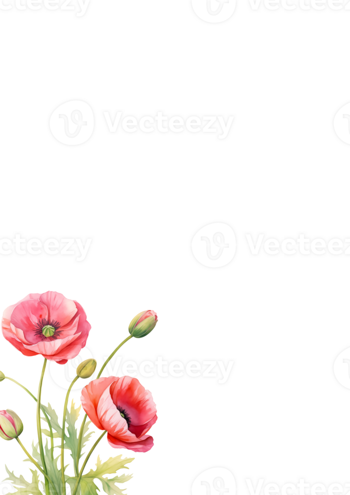 Watercolor Floral elements of poppies for design png