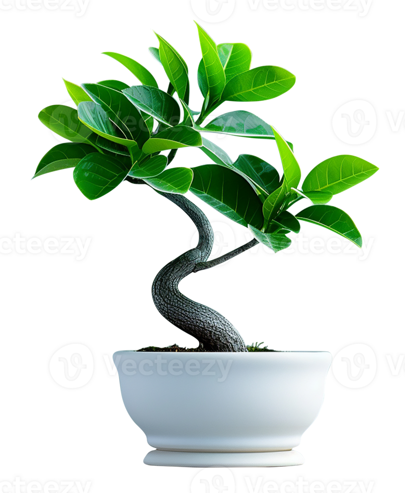 Tree in a pot, Indoor plant with a twisted trunk, artistic design, intriguing and stylish mood, soft daylight png