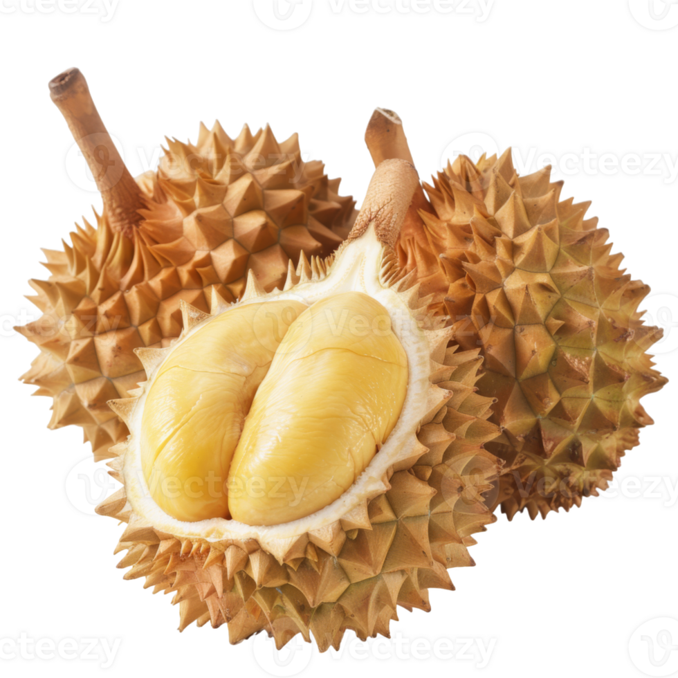 Durian, fruit realistic Illustration. Realistic Transparent file. Mockup template for artwork graphic design png