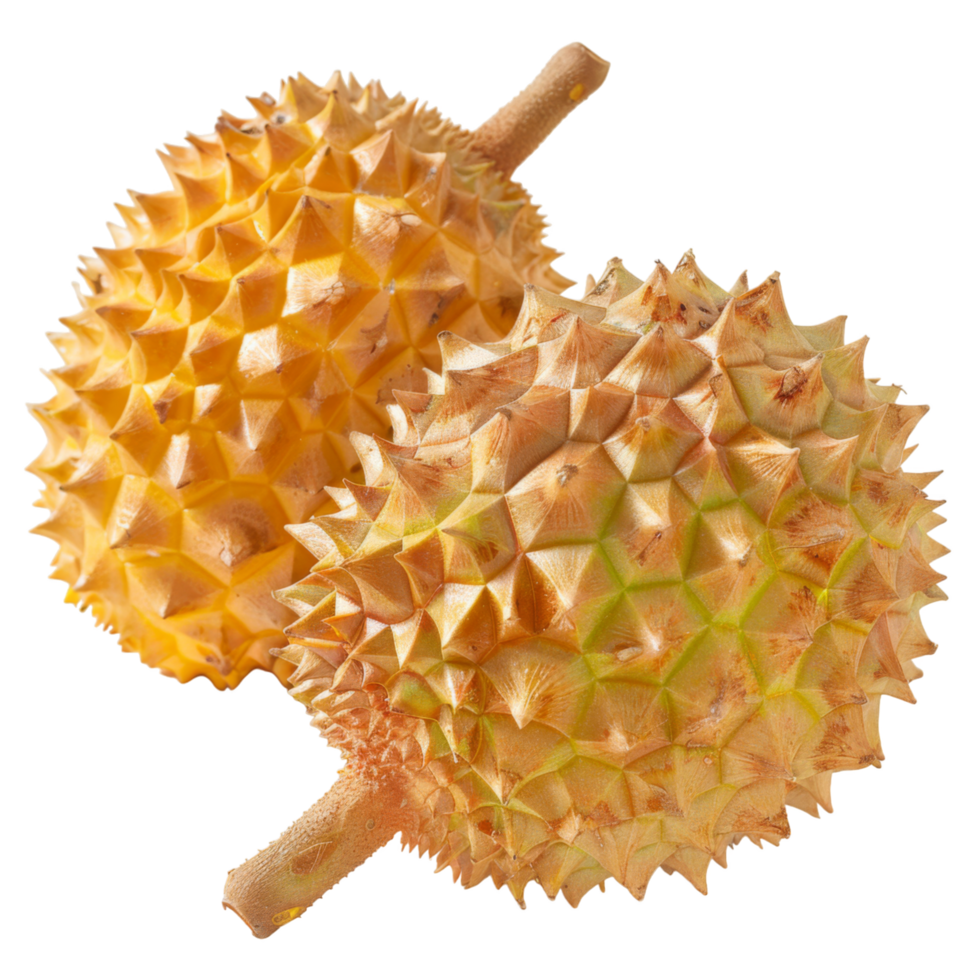 Durian, fruit realistic Illustration. Realistic Transparent file. Mockup template for artwork graphic design png