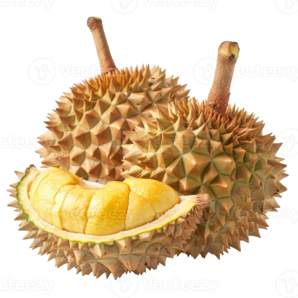 Durian, fruit realistic Illustration. Realistic Transparent file. Mockup template for artwork graphic design png