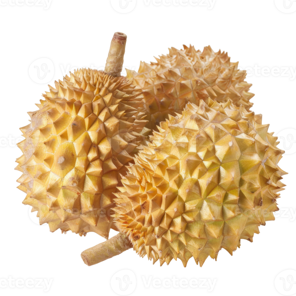 Durian, fruit realistic Illustration. Realistic Transparent file. Mockup template for artwork graphic design png