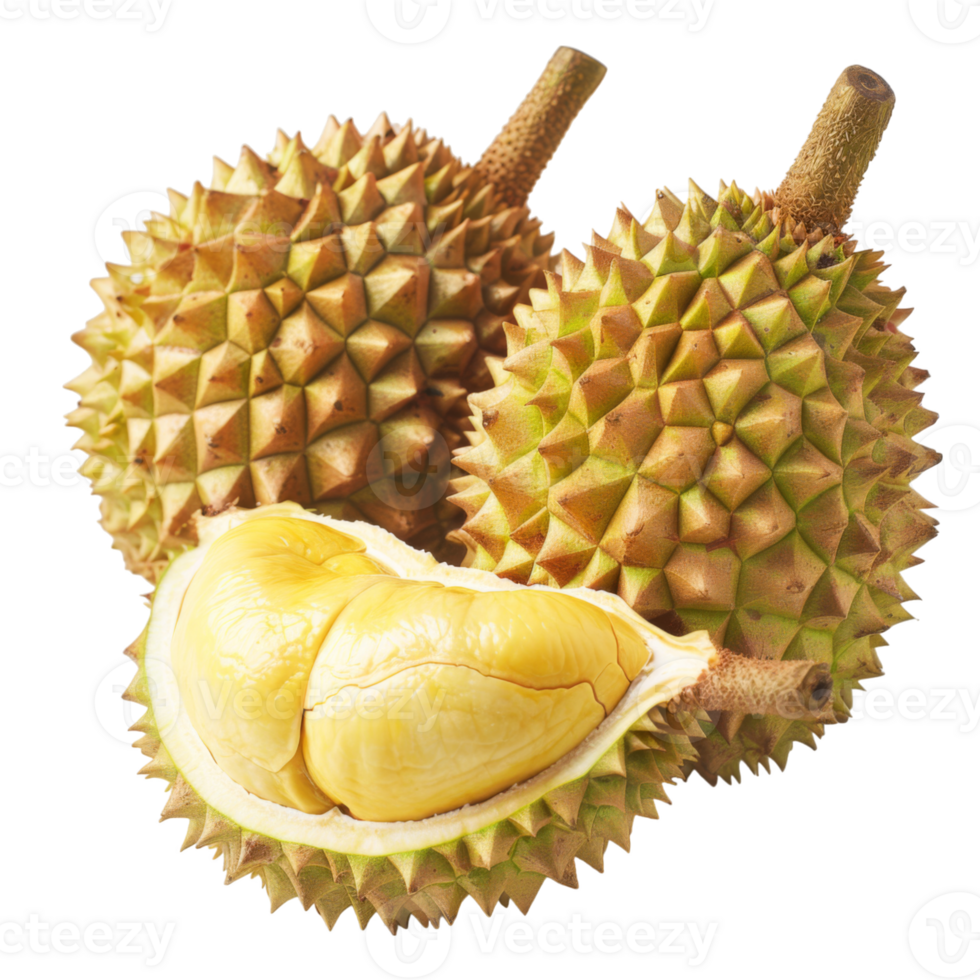 Durian, fruit realistic Illustration. Realistic Transparent file. Mockup template for artwork graphic design png