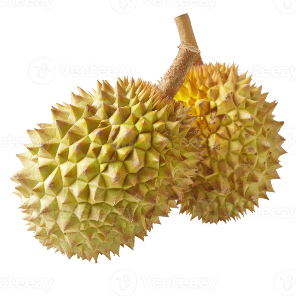 Durian, fruit realistic Illustration. Realistic Transparent file. Mockup template for artwork graphic design png