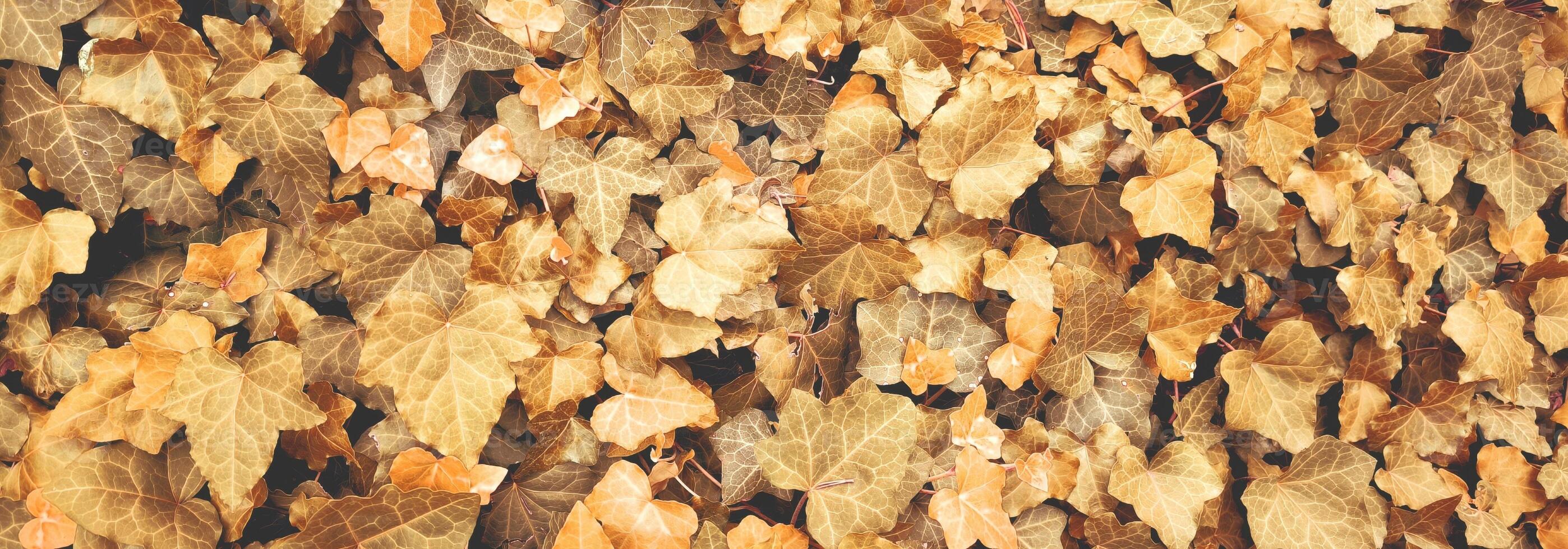 Top view of yellow orange leaves fallen from the tree on the ground. Wet and colourful red brown leaf on the floor in rainy day in Autumn, Nature pattern texture background. photo