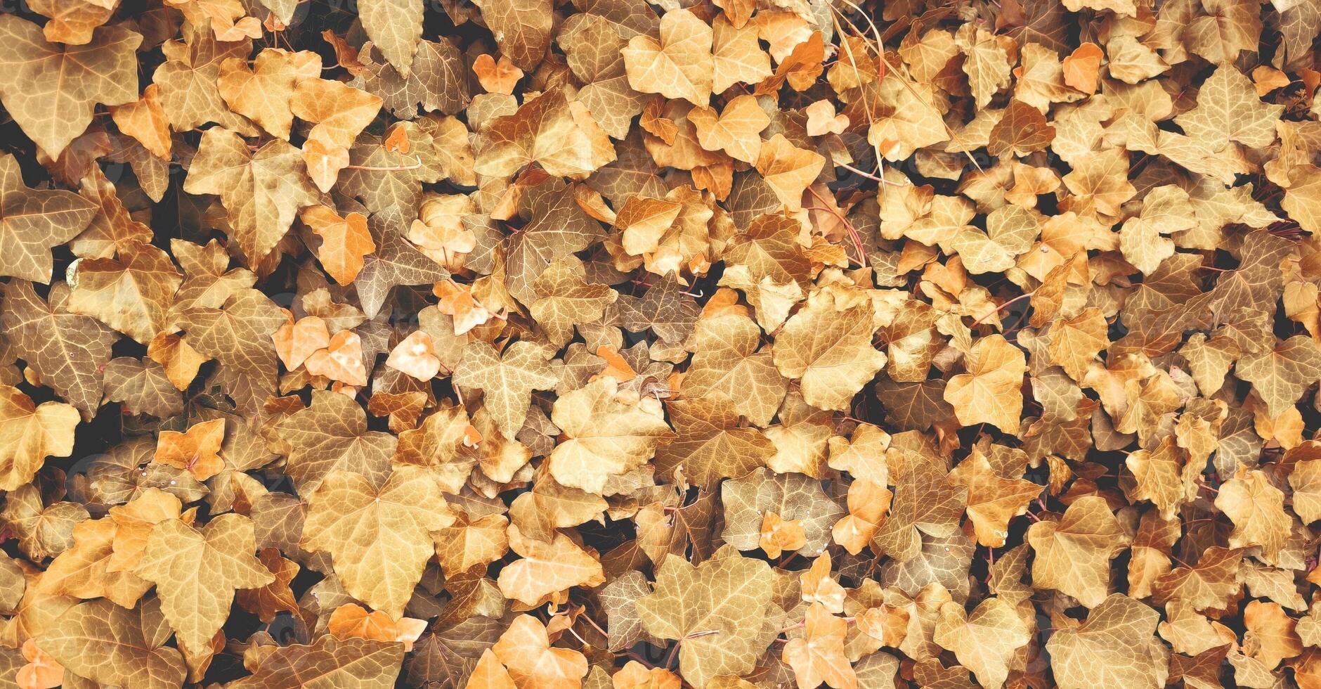 Top view of yellow orange leaves fallen from the tree on the ground. Wet and colourful red brown leaf on the floor in rainy day in Autumn, Nature pattern texture background. photo