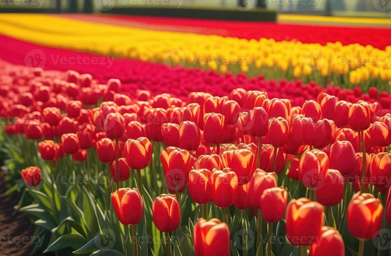 Red tulips blooming flowers field sunny day gark farm garden holland coumtryside landscape horizon photo