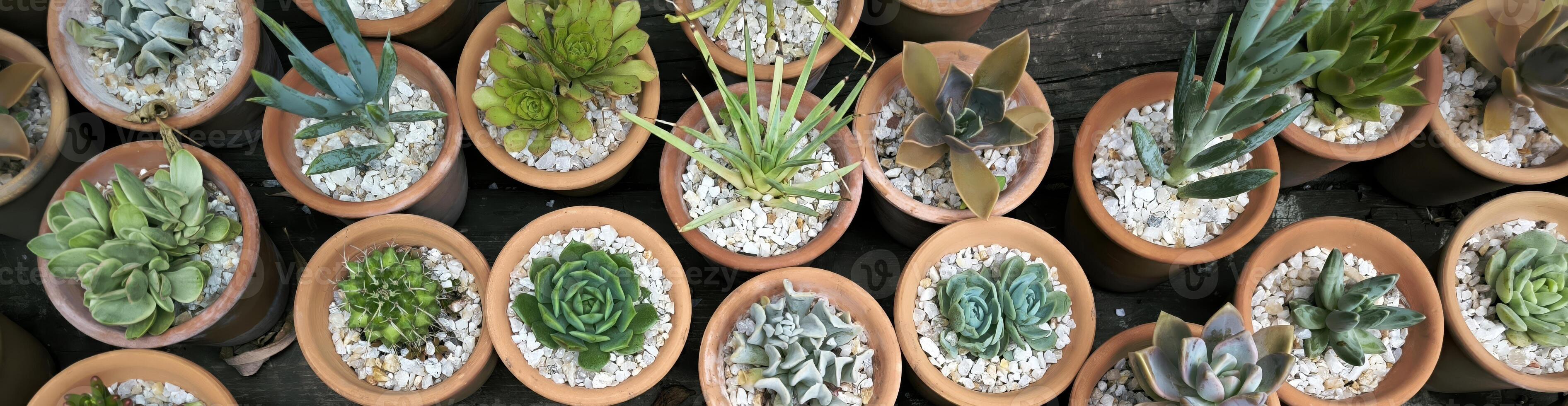 Many small succulent plants are rearranged into the shape of potted plants against a background of black sand and white stones. banner photo