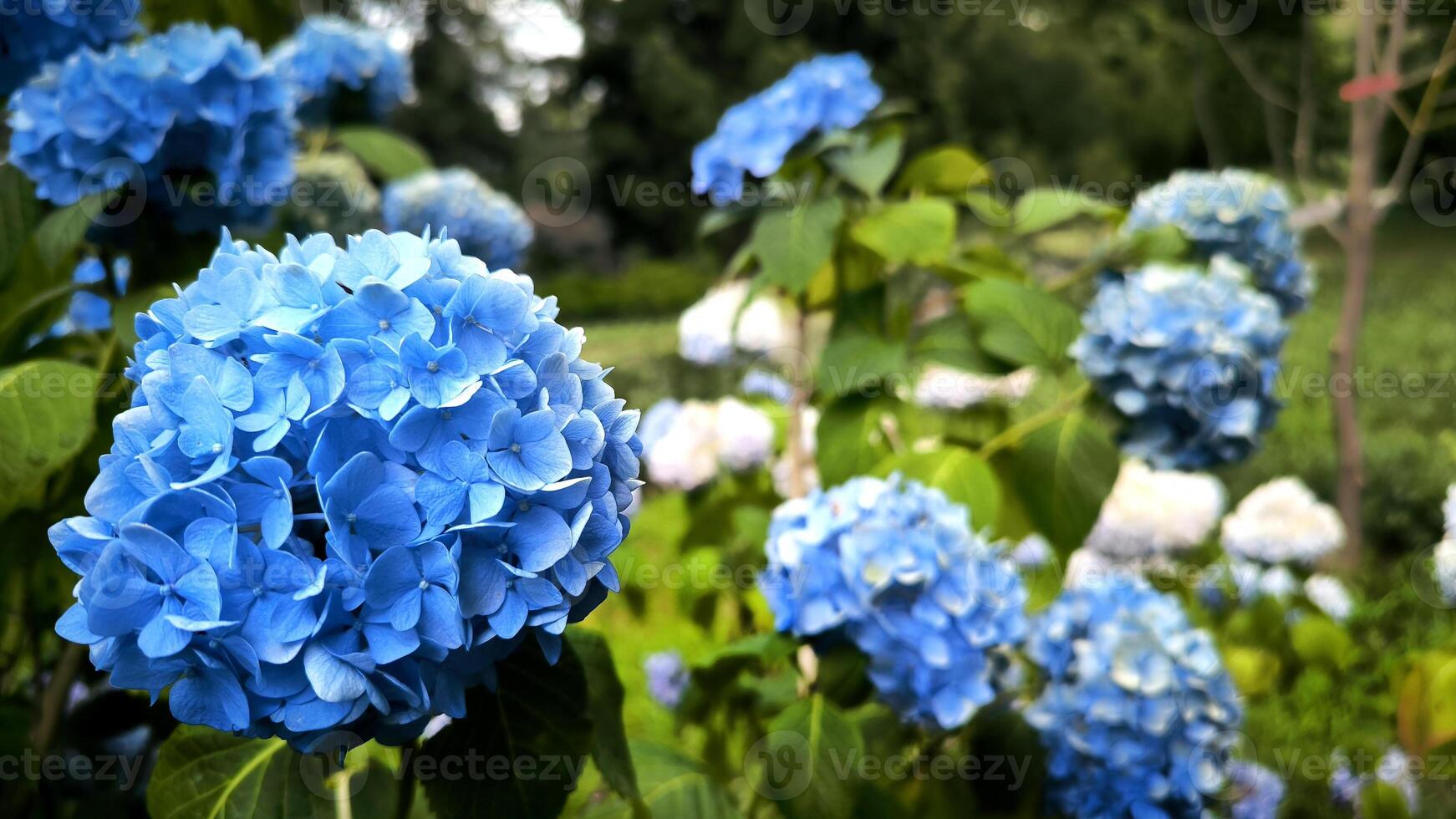 Colourful Hydrangea macrophylla banner Blossom near house wall. Colorful hydrangeas in garden, close up. Purple blue pink hortensia blooms. Endless summer Hydrangea flowers. photo