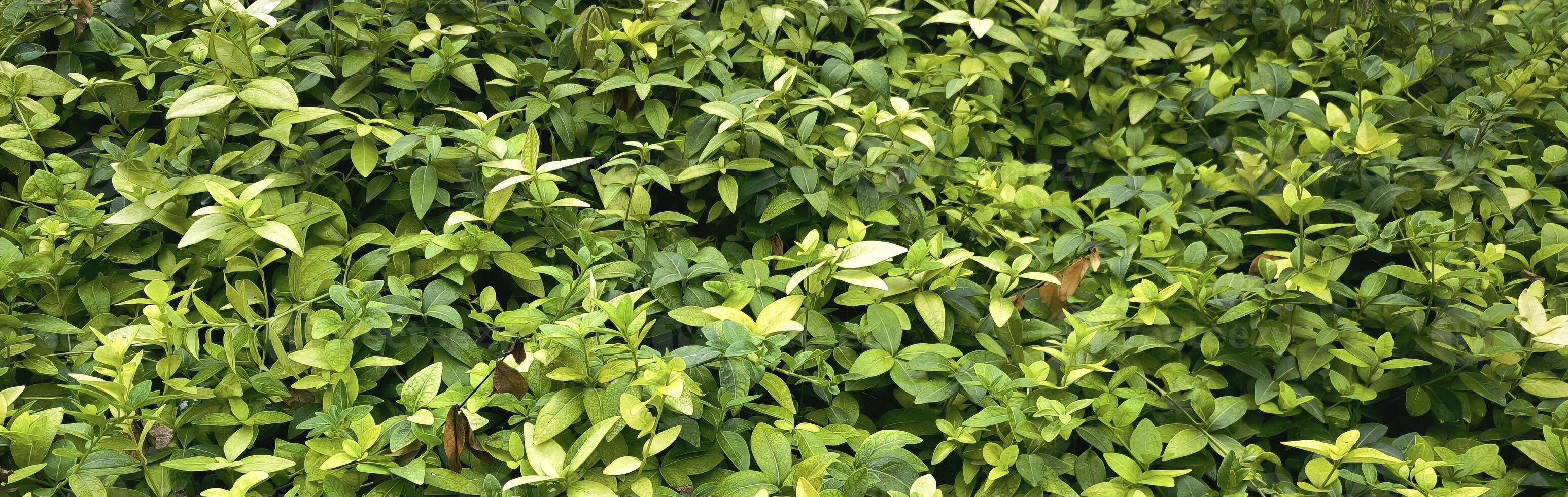 abstract green leaf texture, tropical leaf foliage nature dark green background ecological gardening spring summer design photo