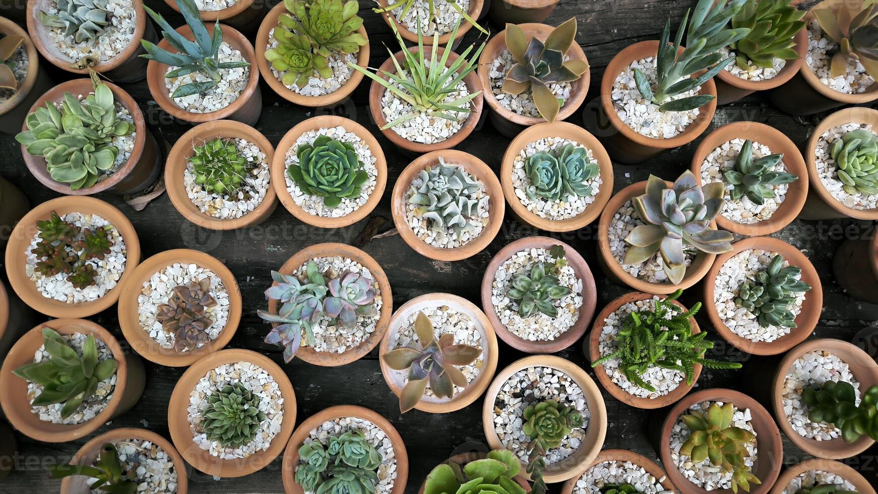 Many small succulent plants are rearranged into the shape of potted plants against a background of black sand and white stones. banner photo