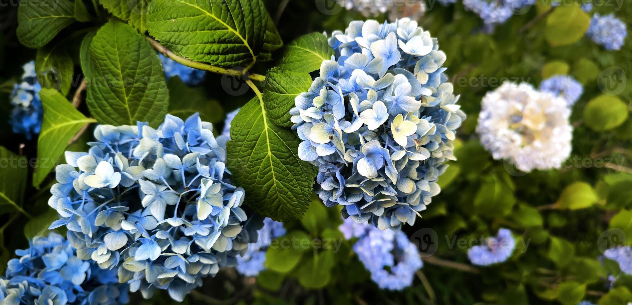Colourful Hydrangea macrophylla banner Blossom near house wall. Colorful hydrangeas in garden, close up. Purple blue pink hortensia blooms. Endless summer Hydrangea flowers. photo
