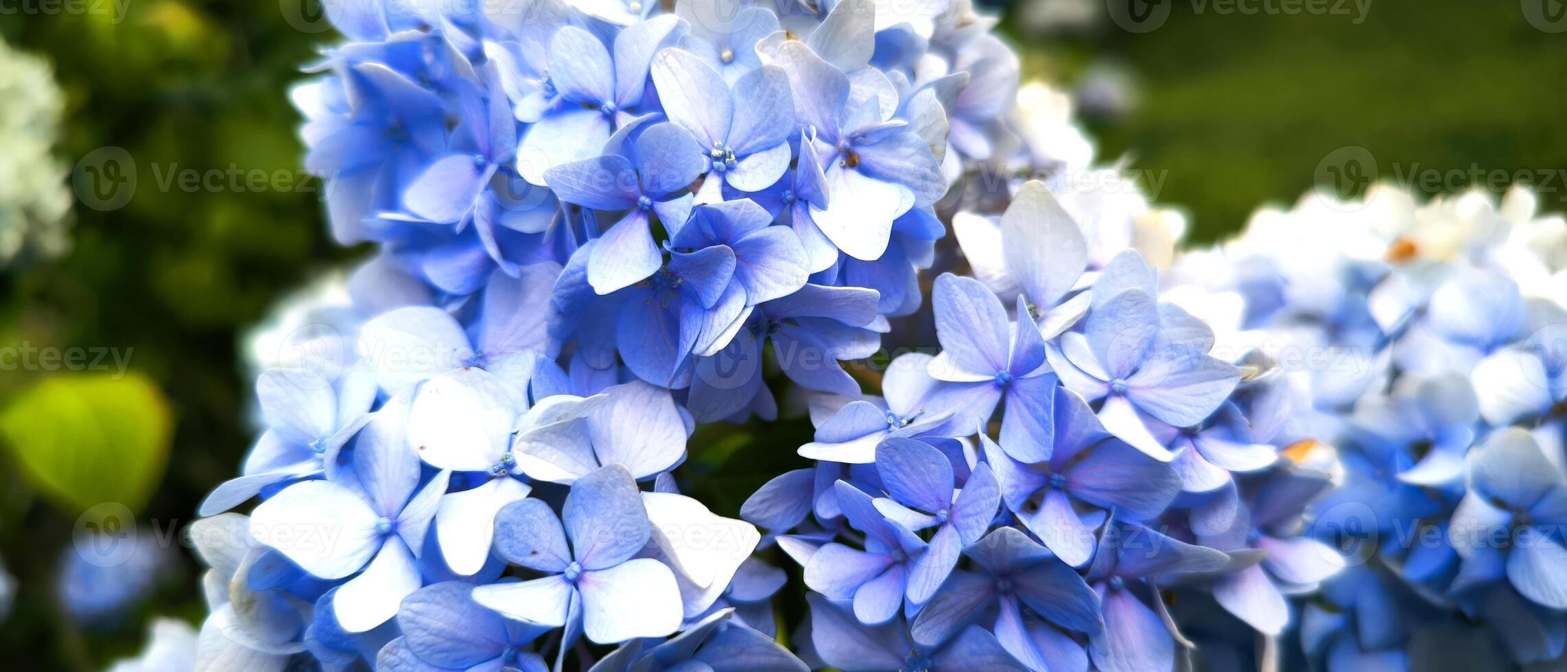 Colourful Hydrangea macrophylla banner Blossom near house wall. Colorful hydrangeas in garden, close up. Purple blue pink hortensia blooms. Endless summer Hydrangea flowers. photo