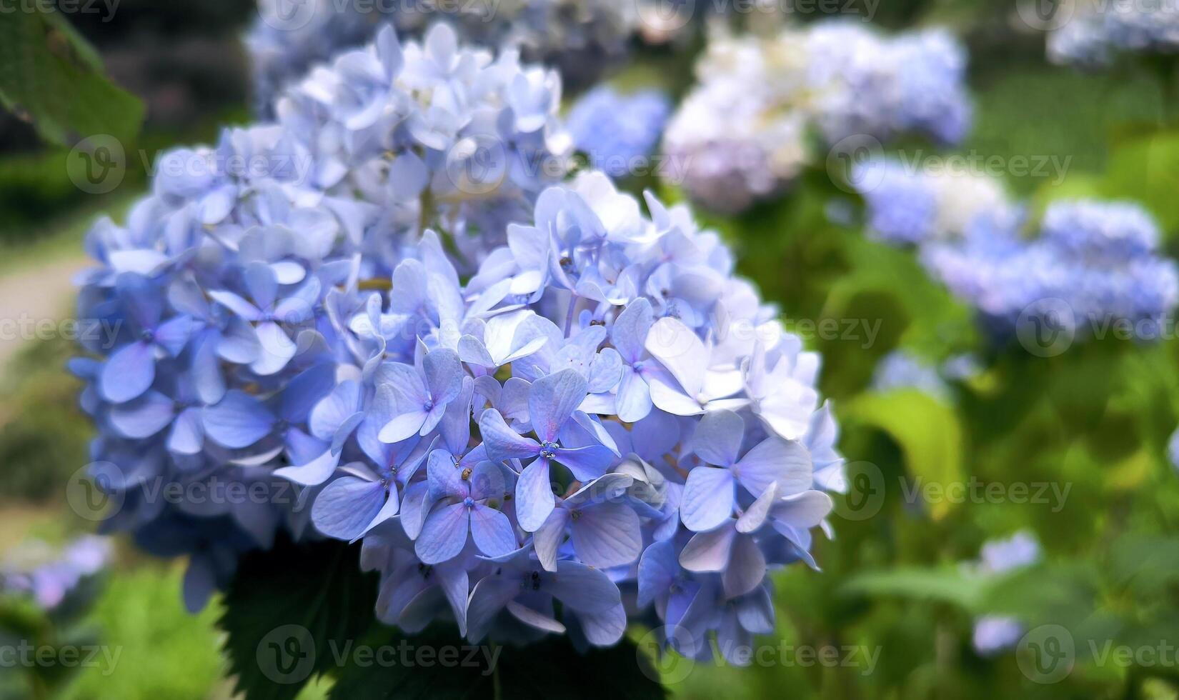 Colourful Hydrangea macrophylla banner Blossom near house wall. Colorful hydrangeas in garden, close up. Purple blue pink hortensia blooms. Endless summer Hydrangea flowers. photo