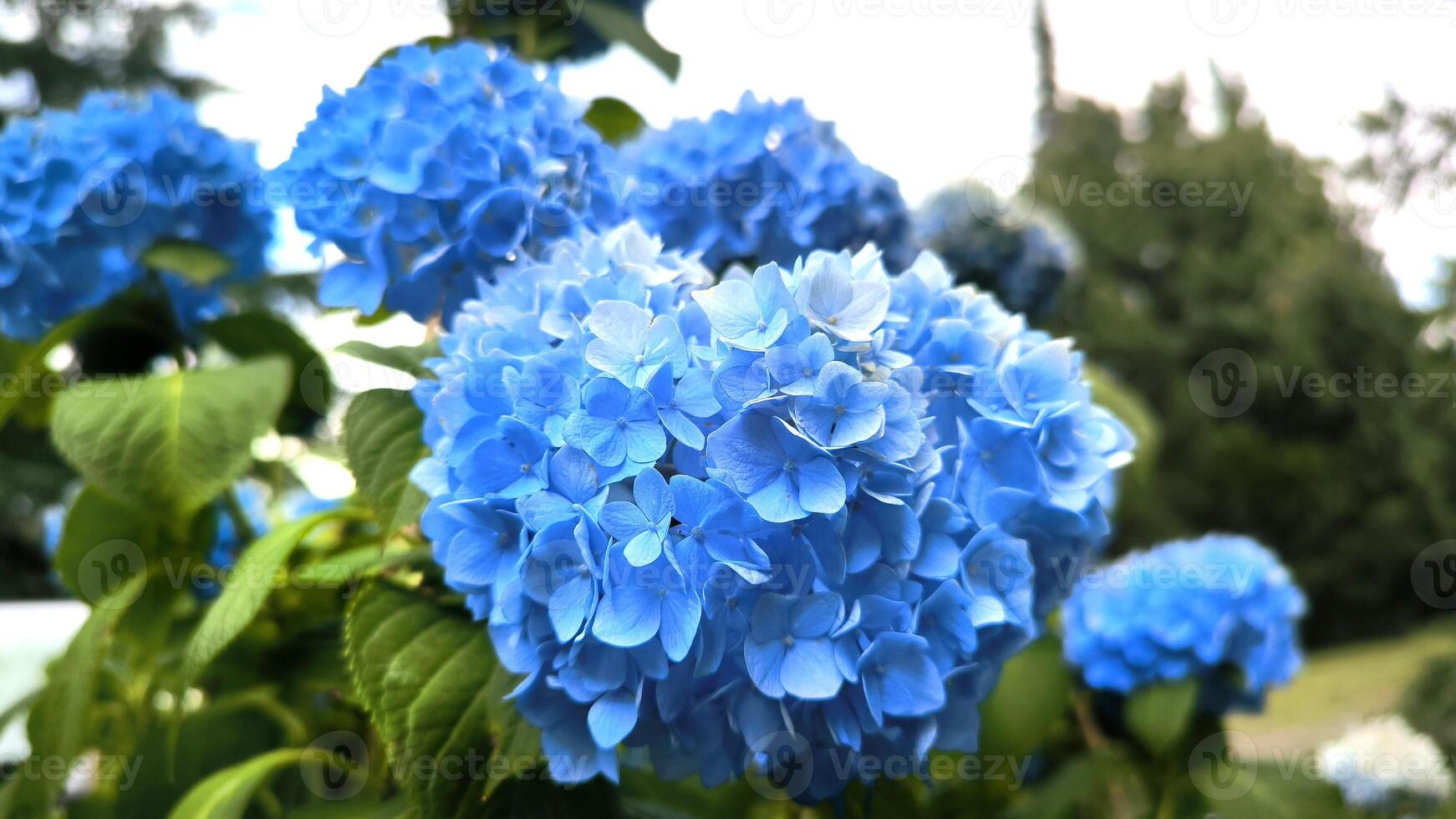 Colourful Hydrangea macrophylla banner Blossom near house wall. Colorful hydrangeas in garden, close up. Purple blue pink hortensia blooms. Endless summer Hydrangea flowers. photo